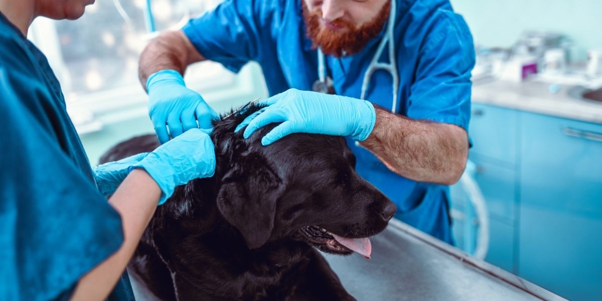 Dog Flea Treatment A Comprehensive Approach